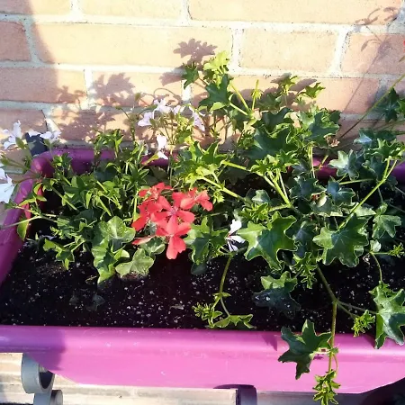 Apartamento Da Elvira