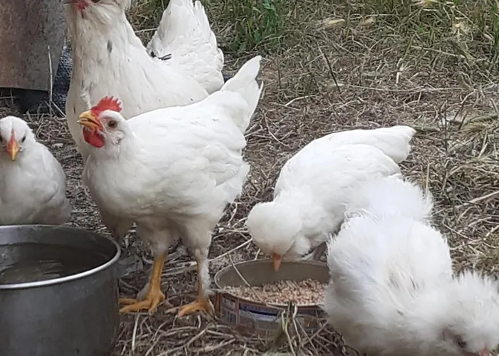 Da Elvira Διαμέρισμα *